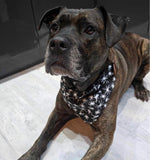 Pet Bandanas
